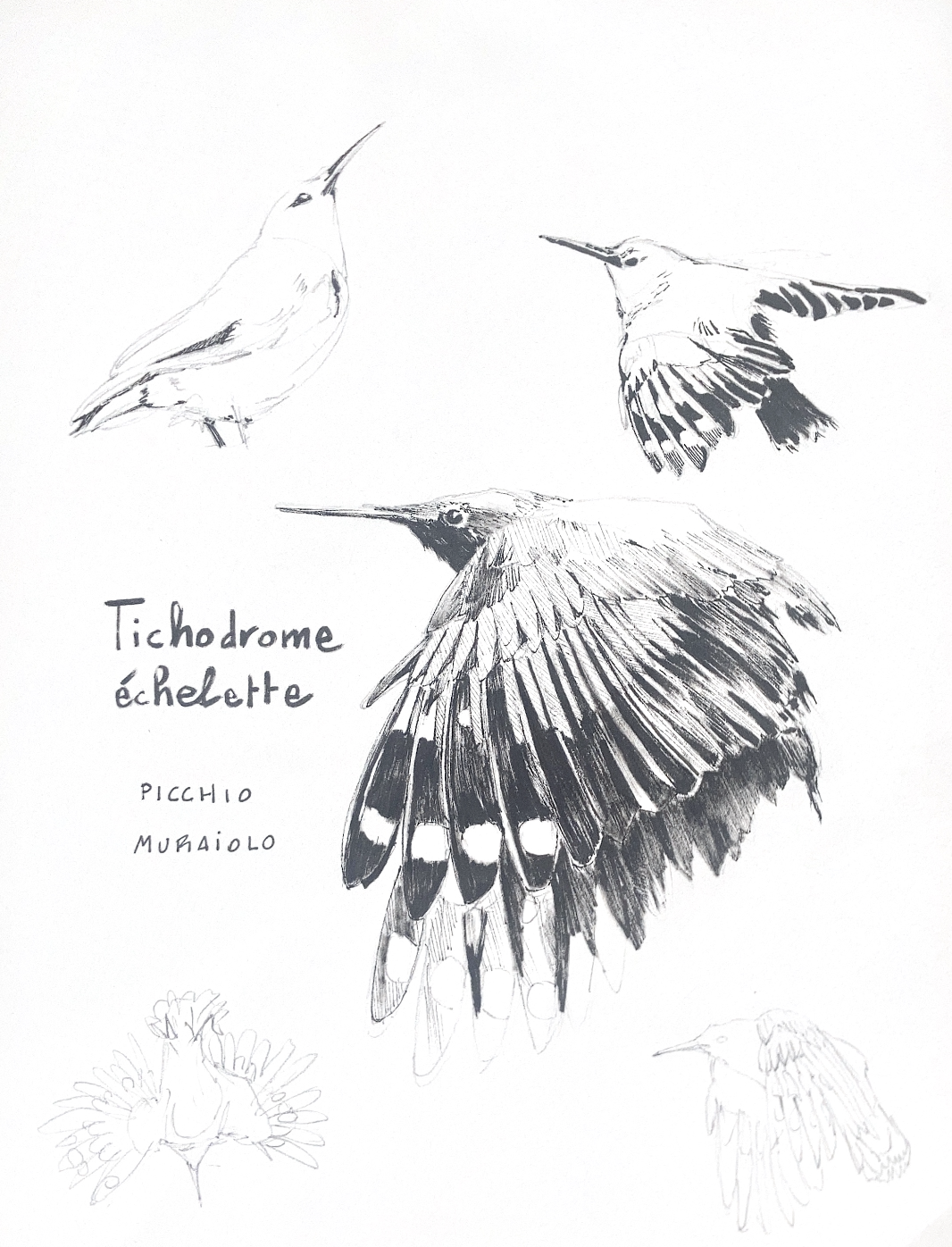 illustration Étude artistique du Tichodrome échassier en vol
